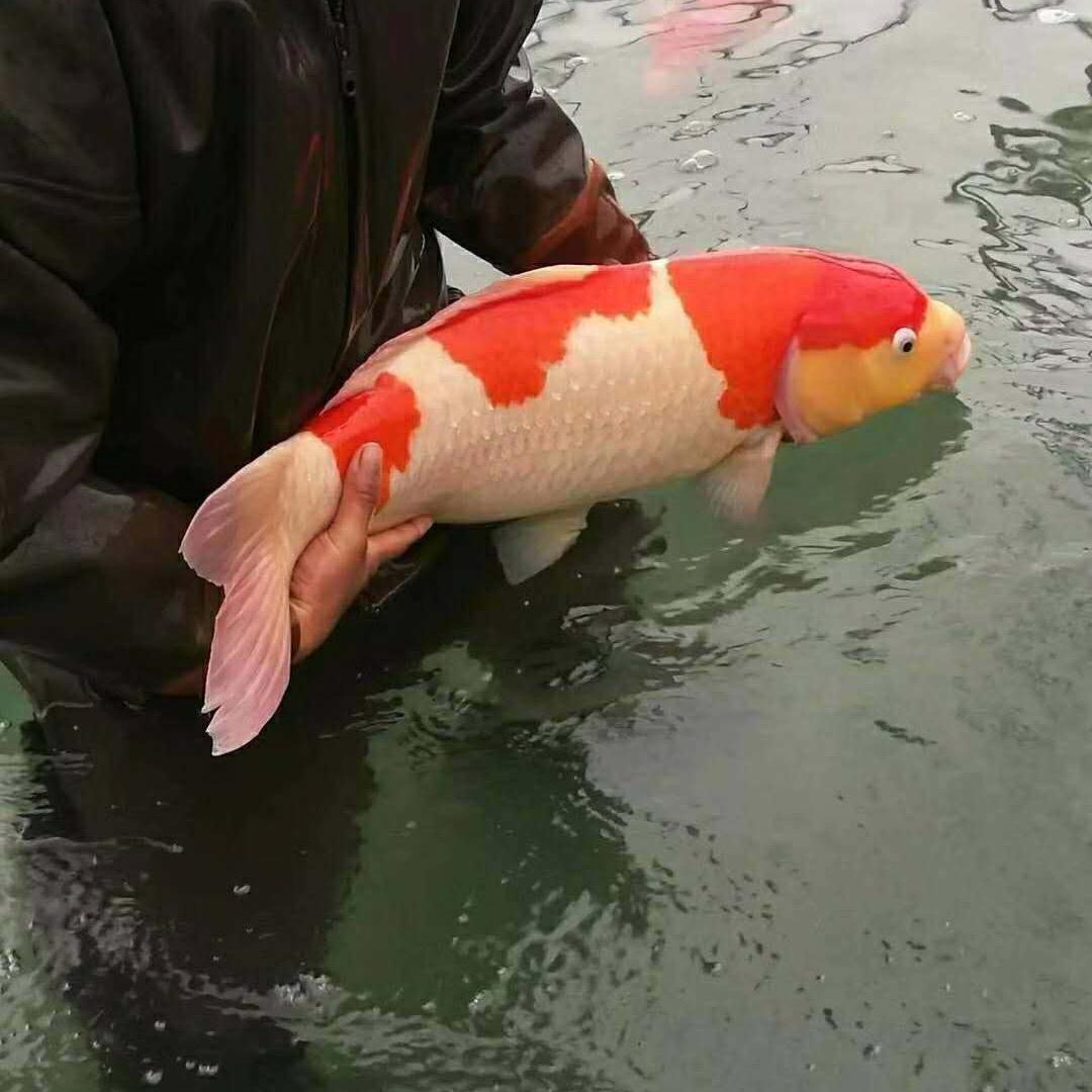长鹏锦鲤渔场