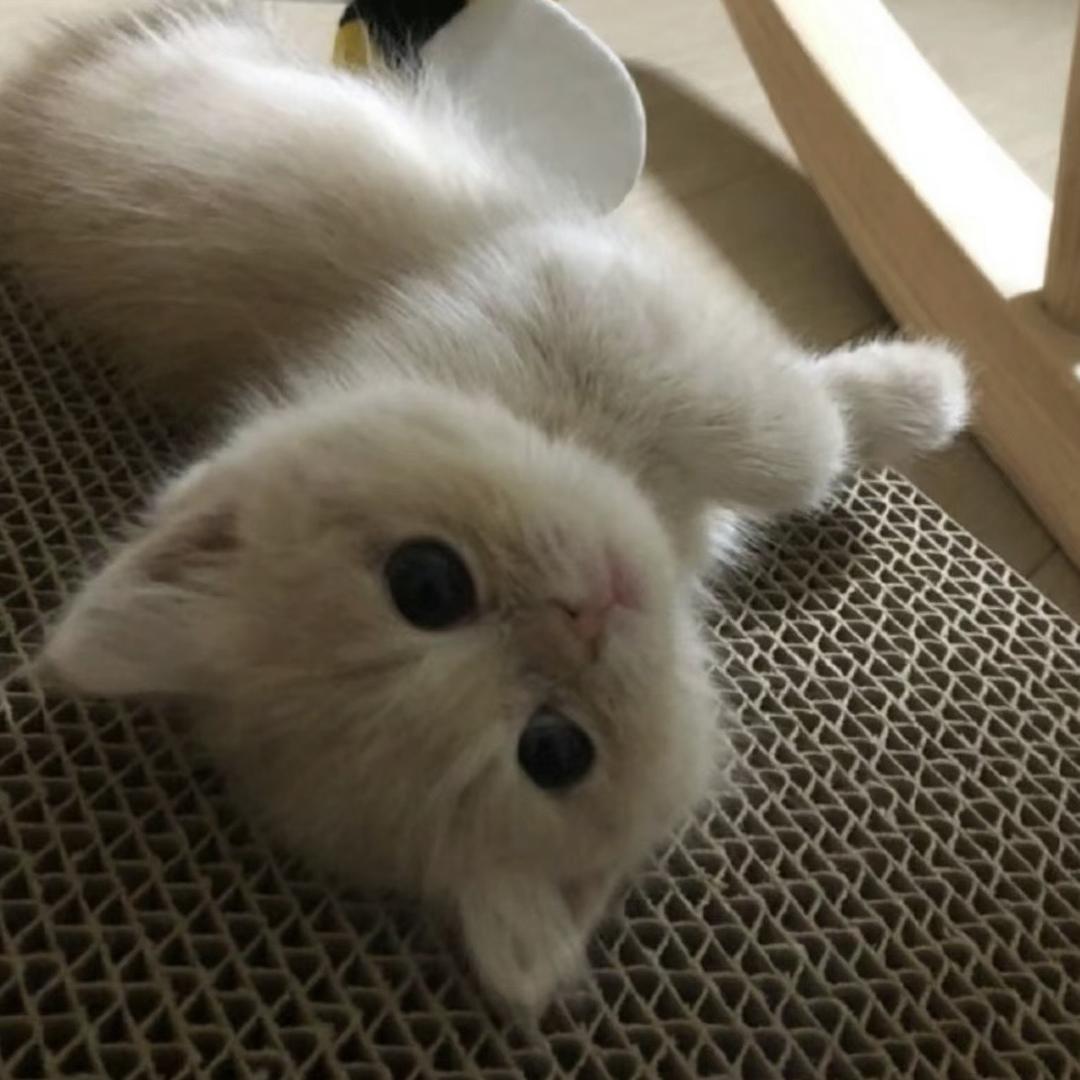 一只猫