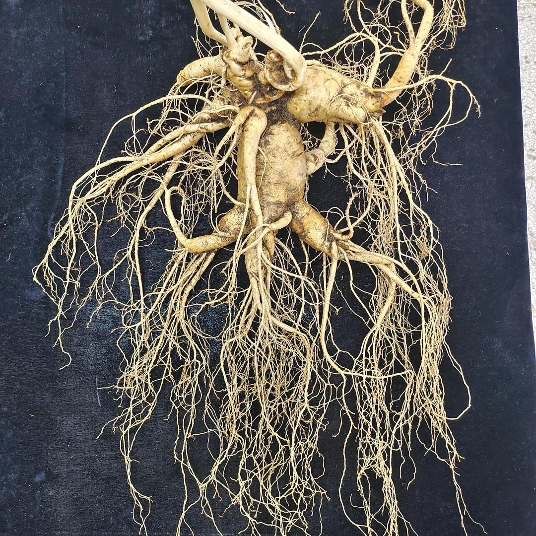 杨贵妃东北特产