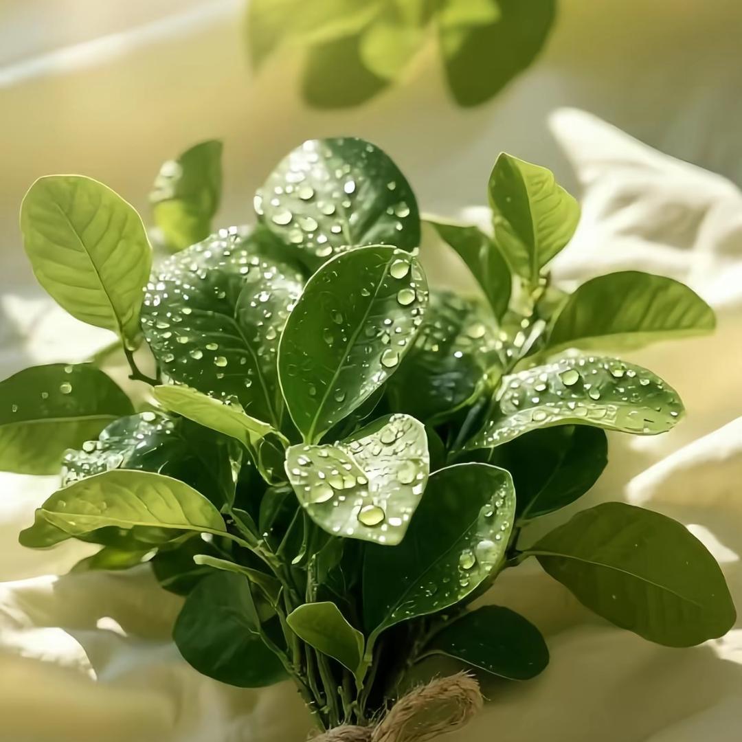 小爱同学🌸🌸