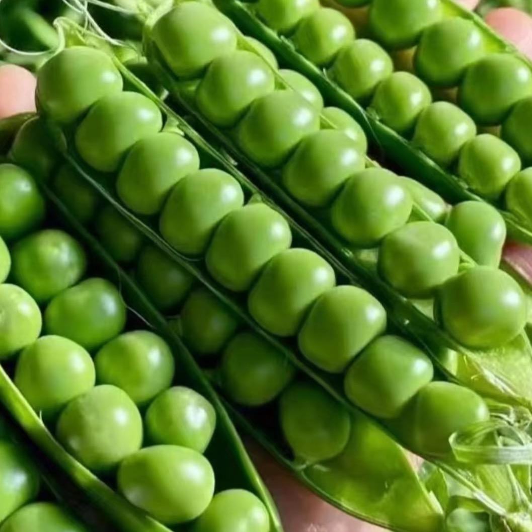 新鲜蔬菜现场采摘