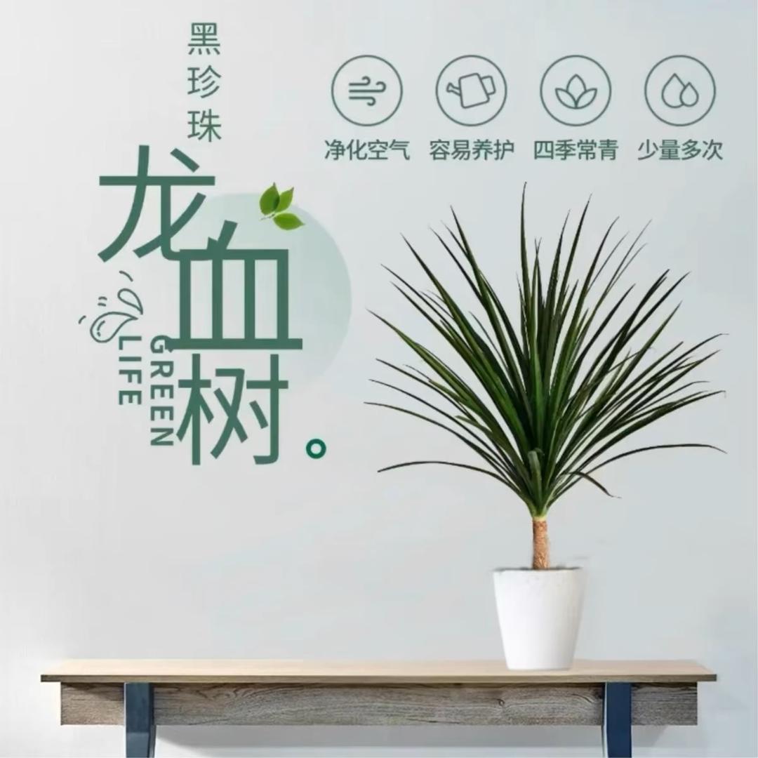 绿森林绿植供应链