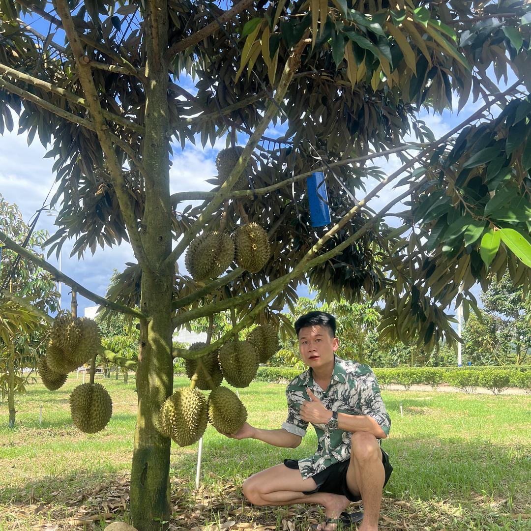 海南榨菜兄弟水果批发