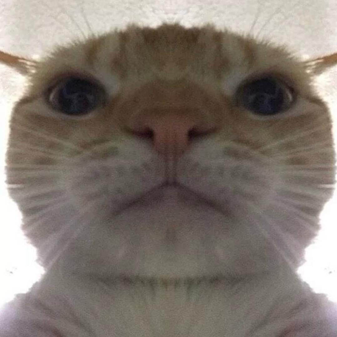 孤独的狼678