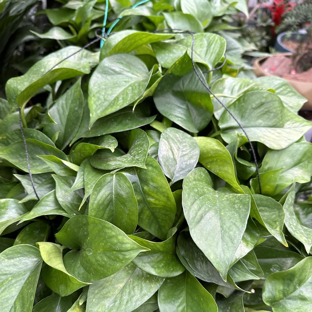 超格农业种植基地