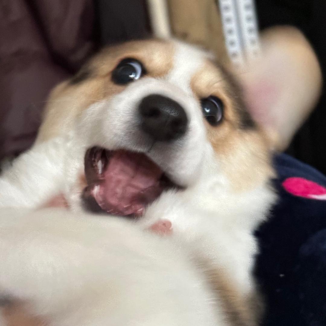 一只牛崽.