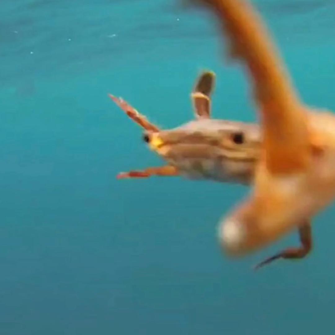 牧zi