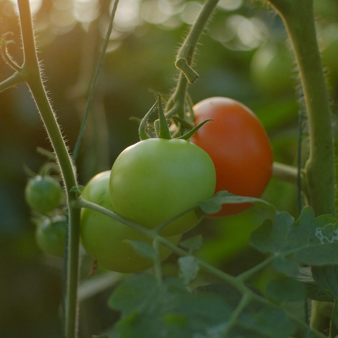 大棚轨道运输机