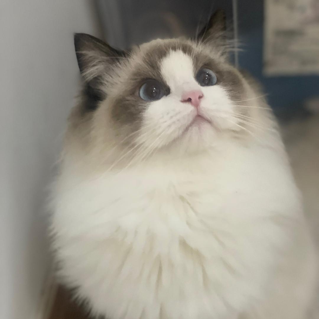 羽婕