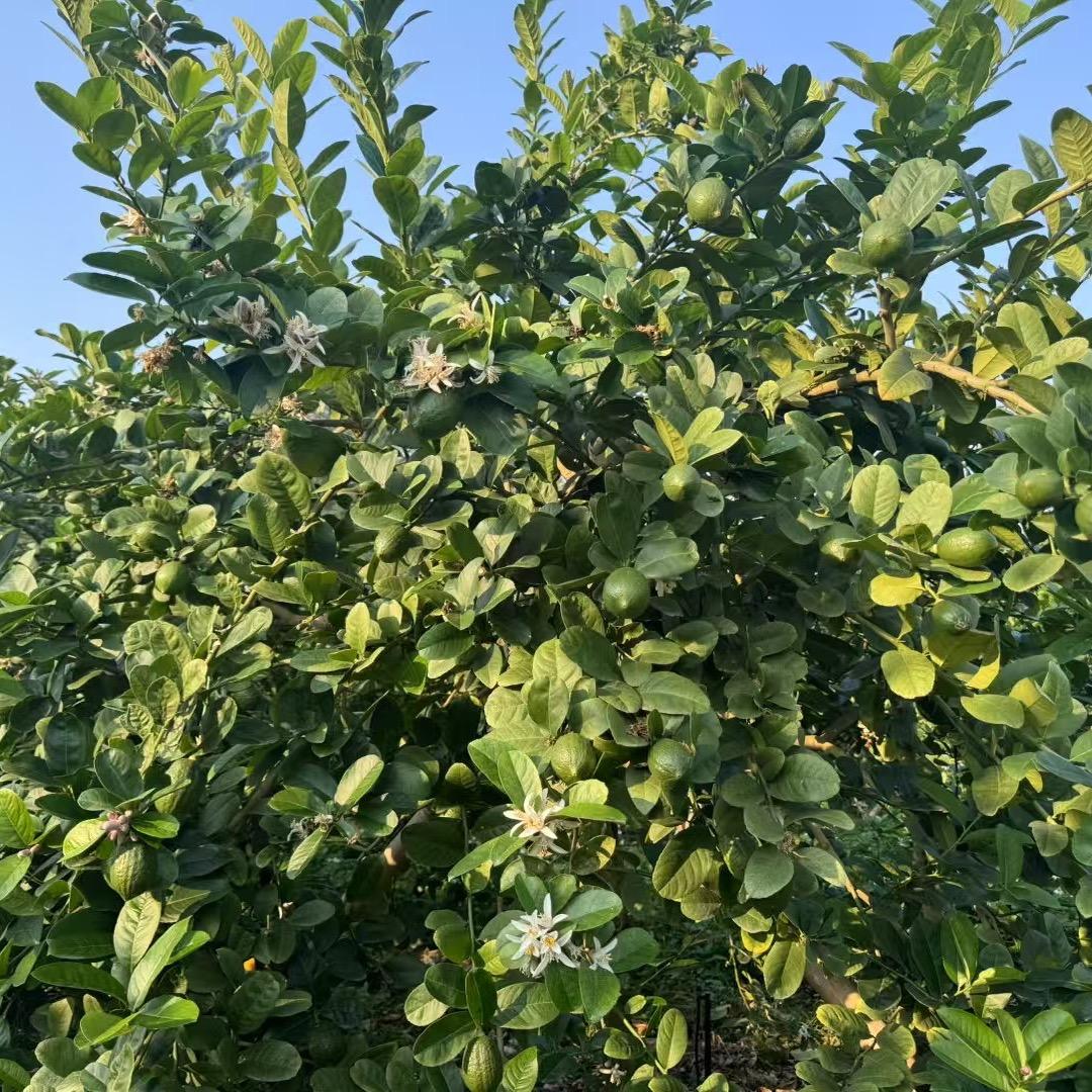 啊生🍋🍋
