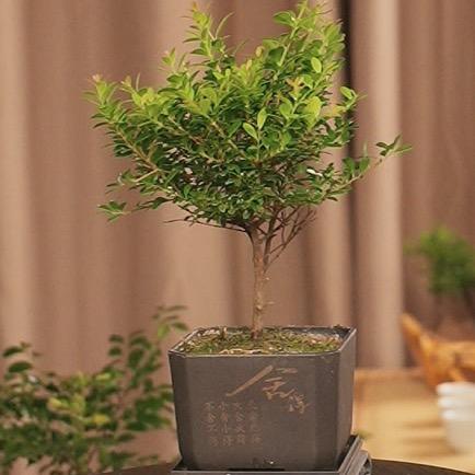 植念盆栽