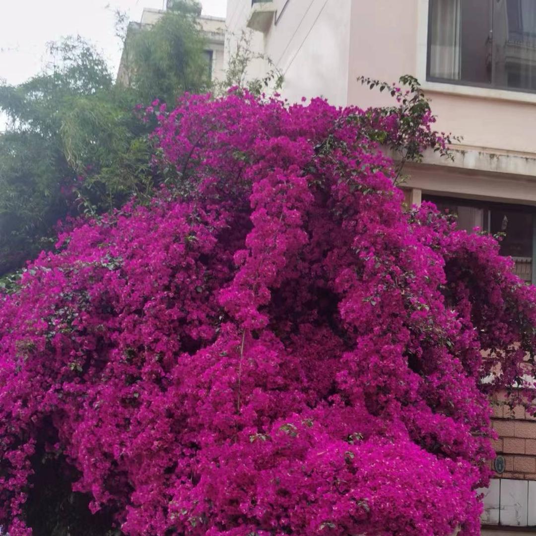 官渡晓广哥花卉严选店