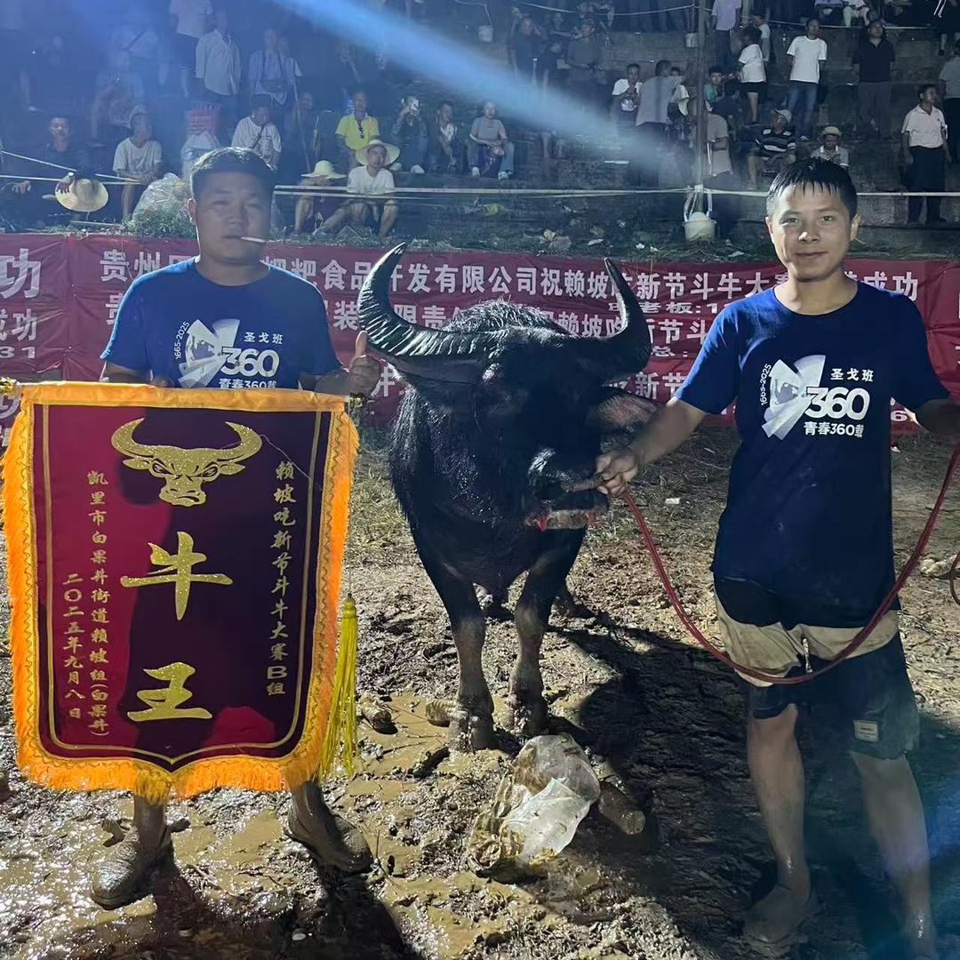 牛🐮搬运工🏆