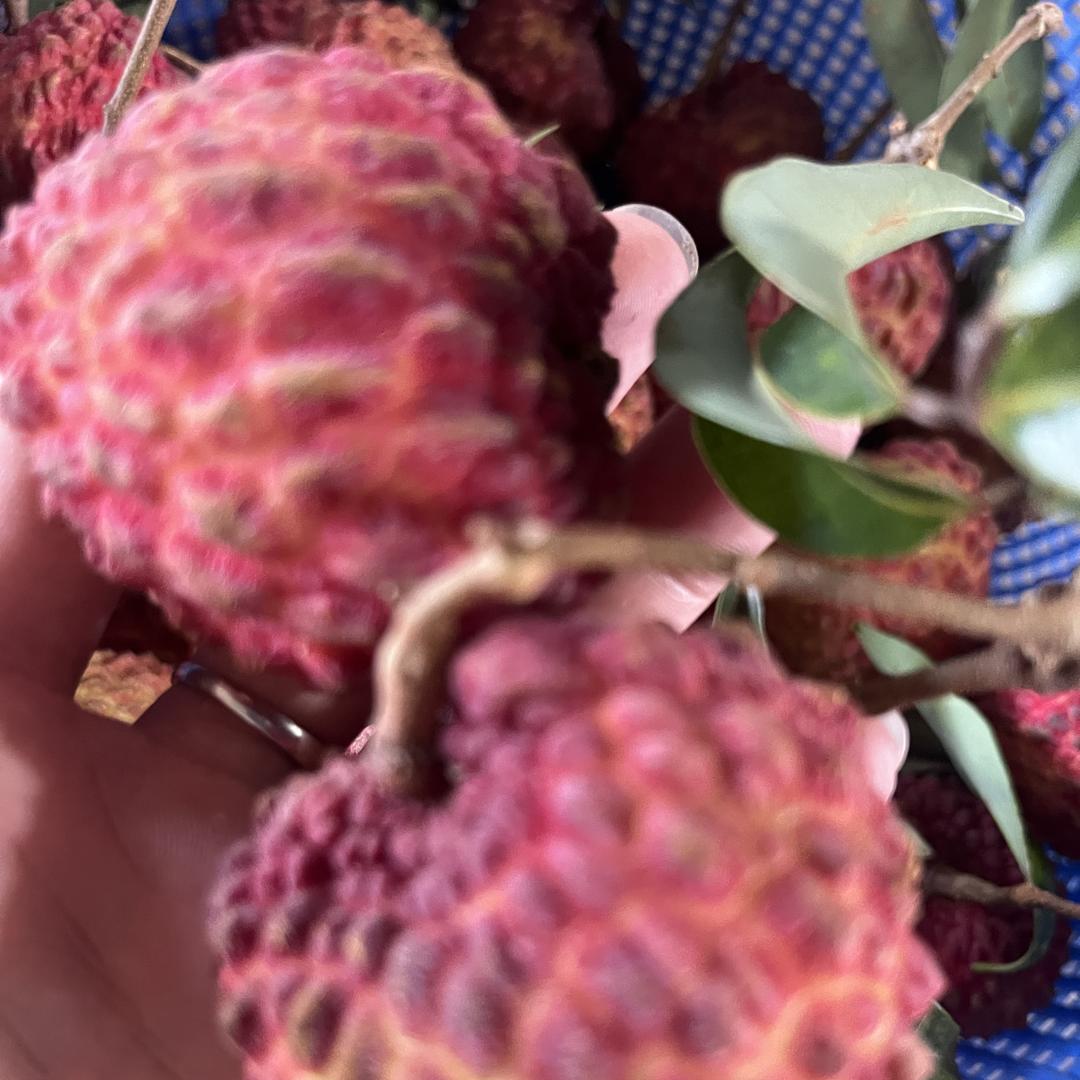 火山岩荔枝果王