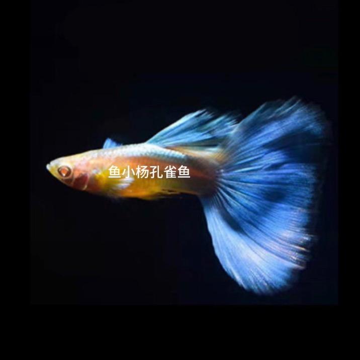 鱼小杨孔雀鱼