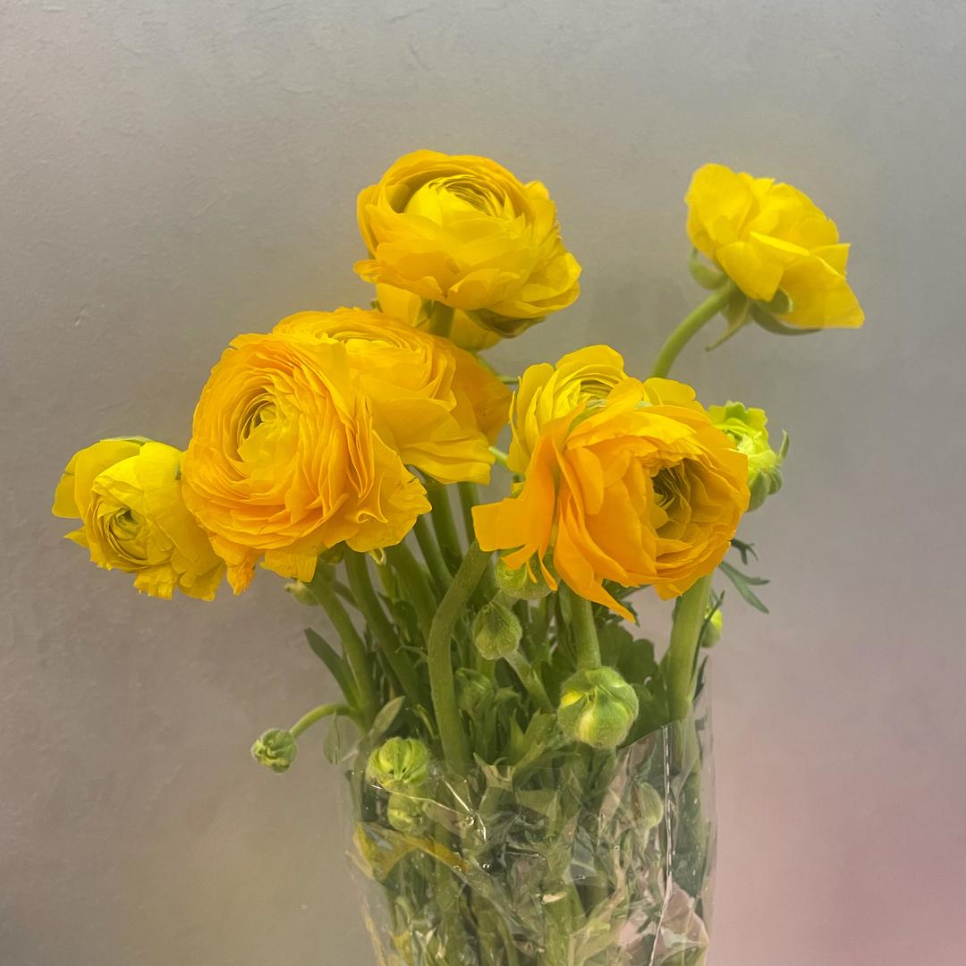 🌸ᵍⁱʳˡ