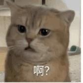 西伯利亚放牛娃