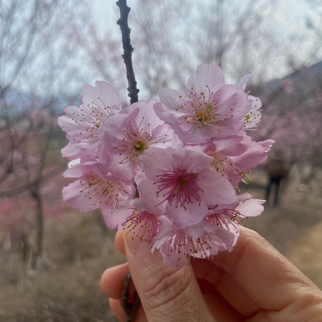 燕～