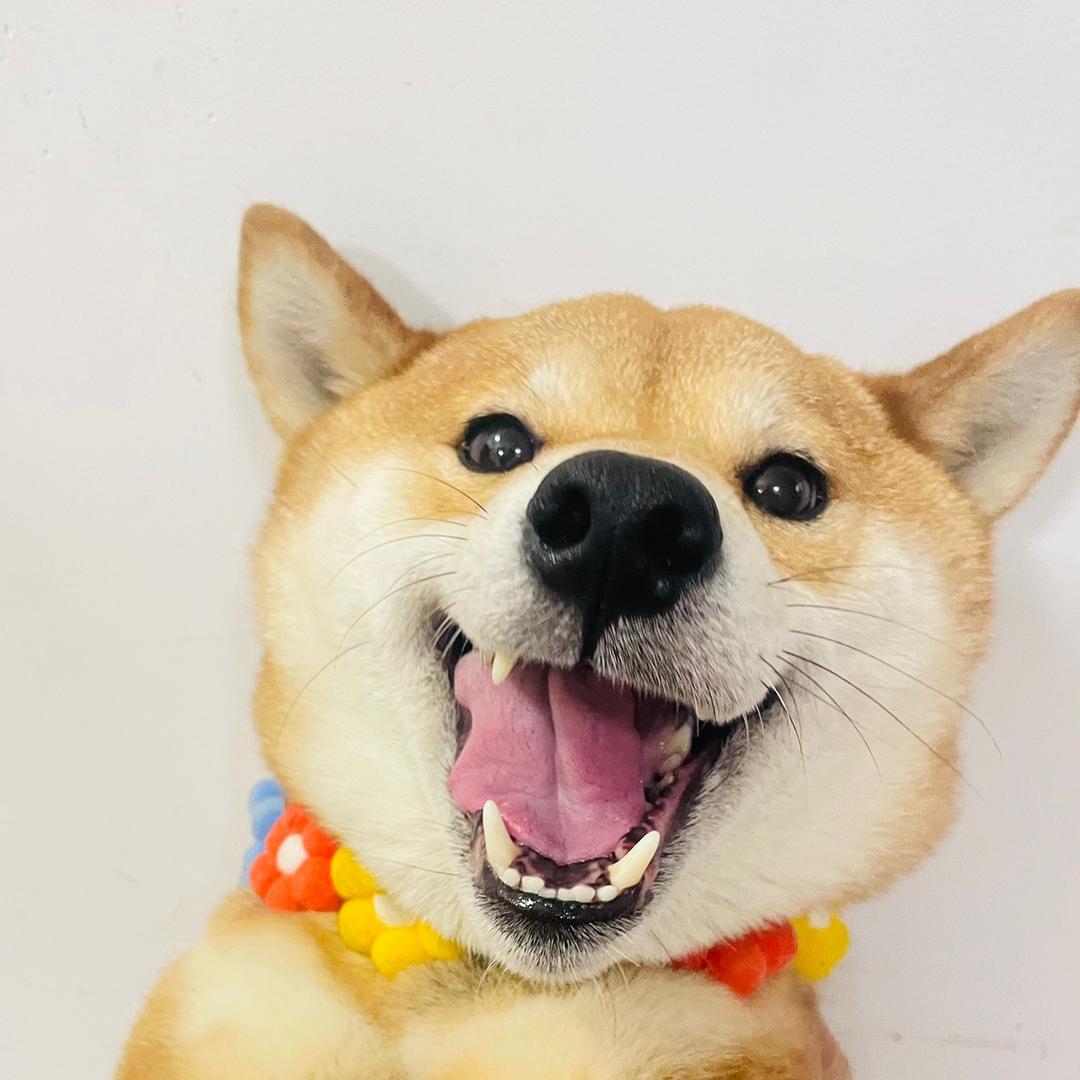 我是土特产