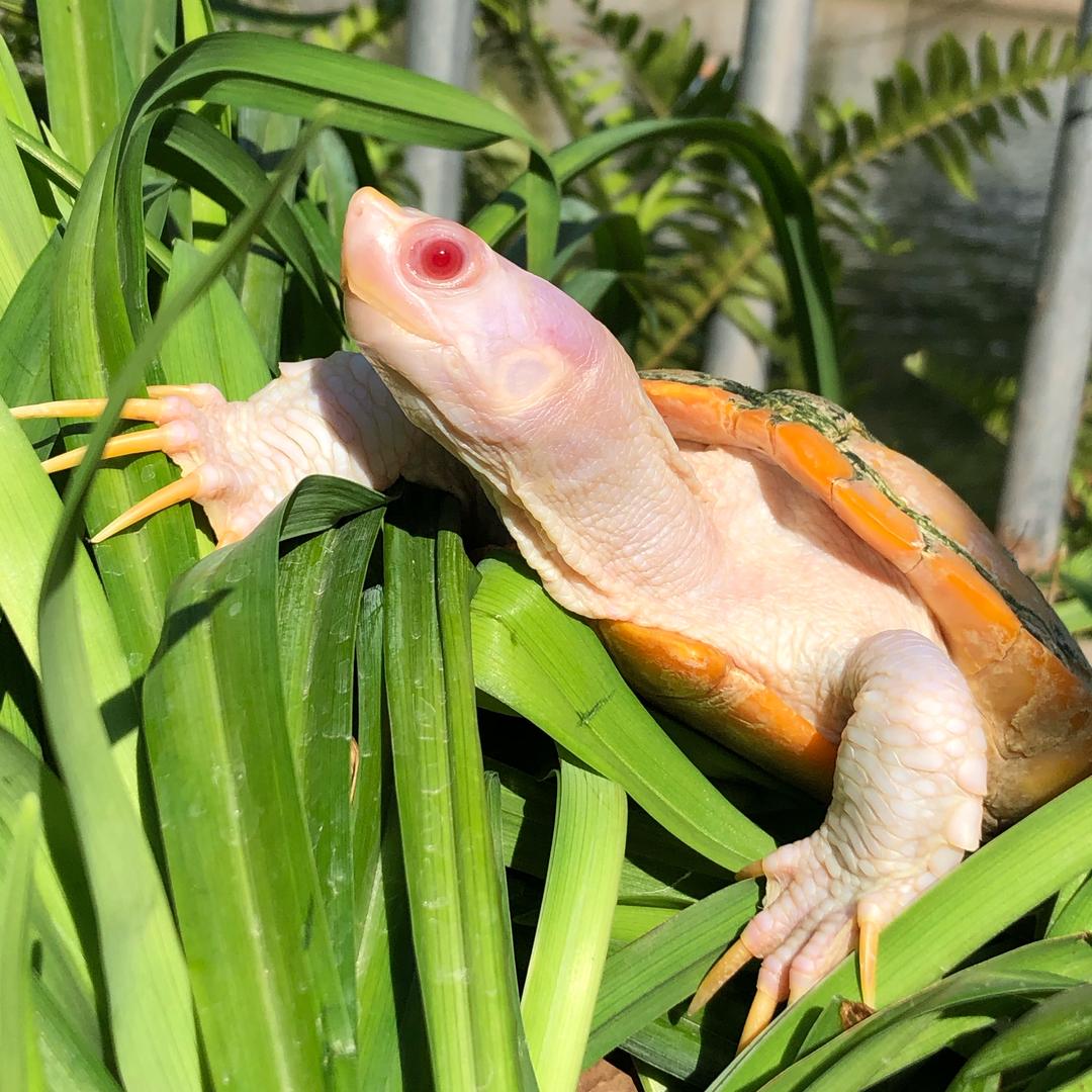 小明龟🐢
