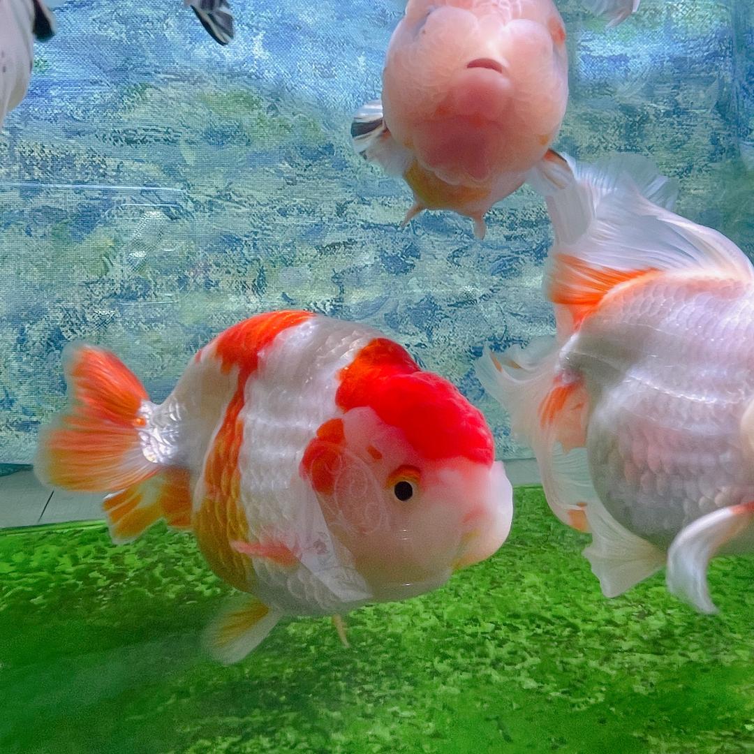 不二养金鱼