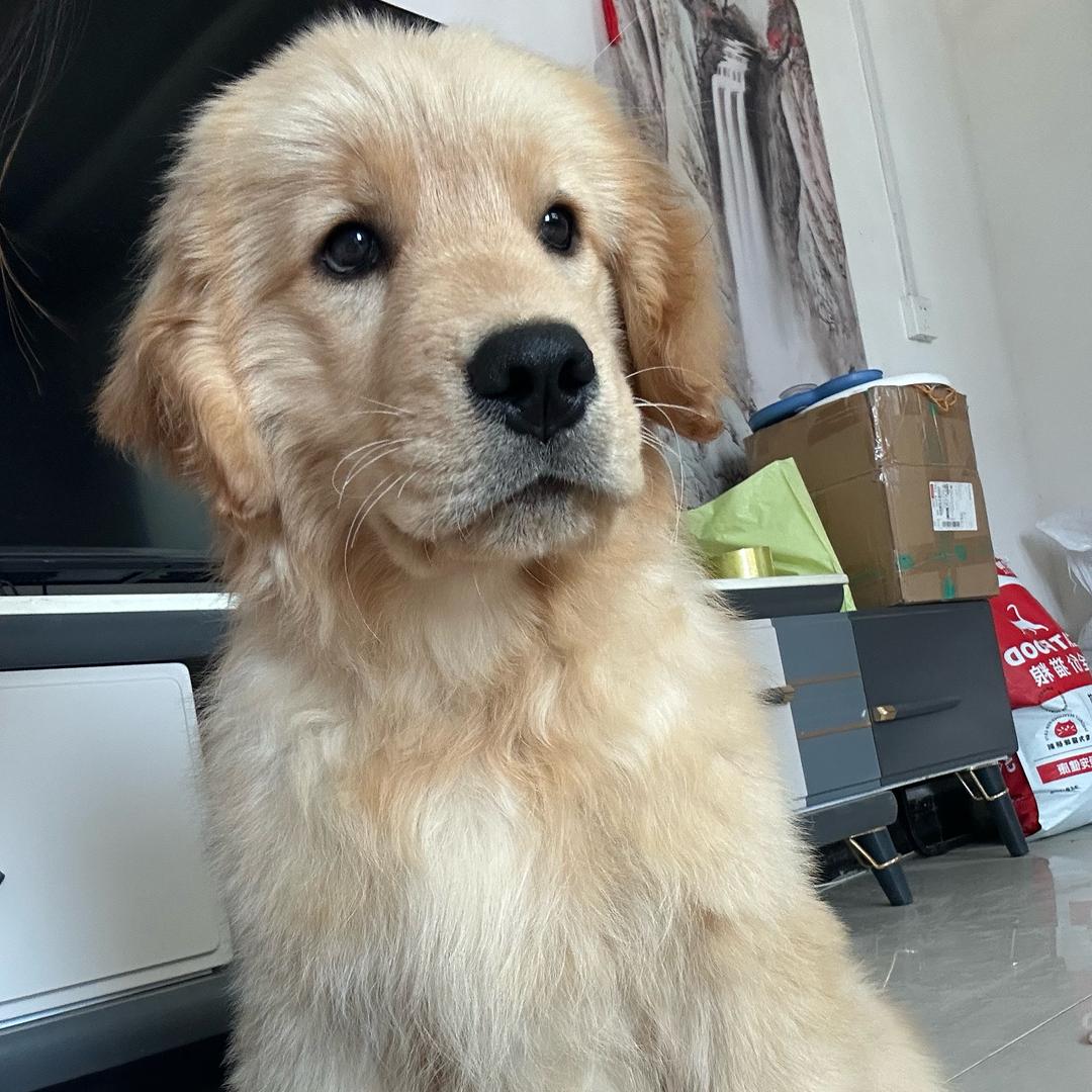 🫧旺仔奶狗铺 🐕