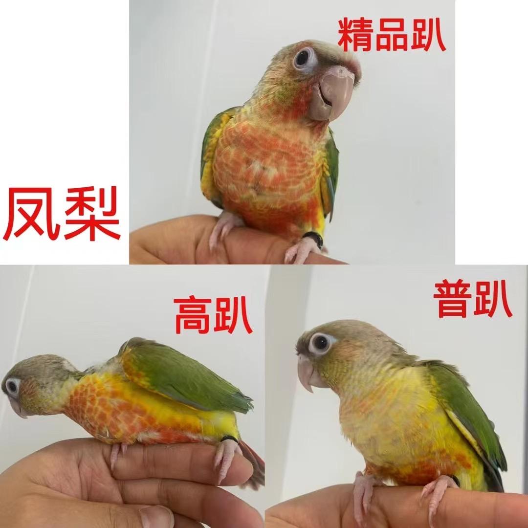 她家鹦鹉都很乖
