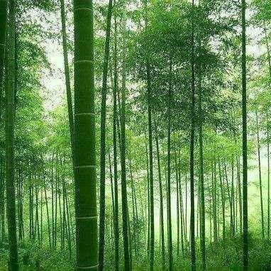 竹雨