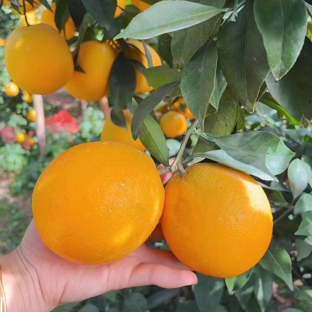 金喜乐赣南脐橙