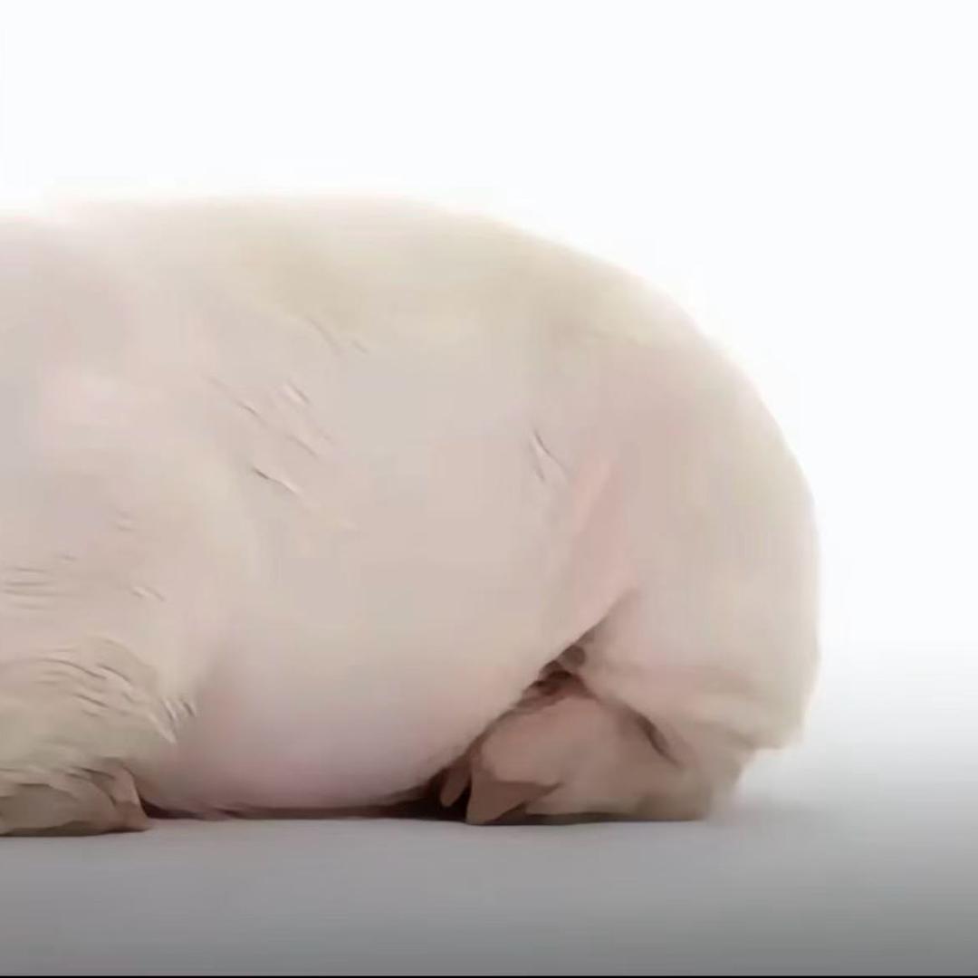 大豪（备藏中）