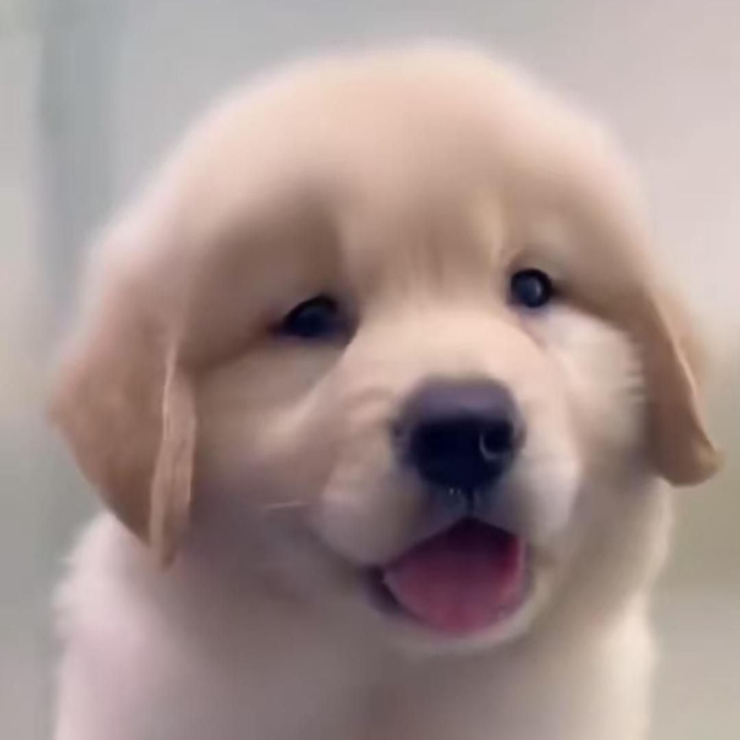 拉不拉多金毛宠物