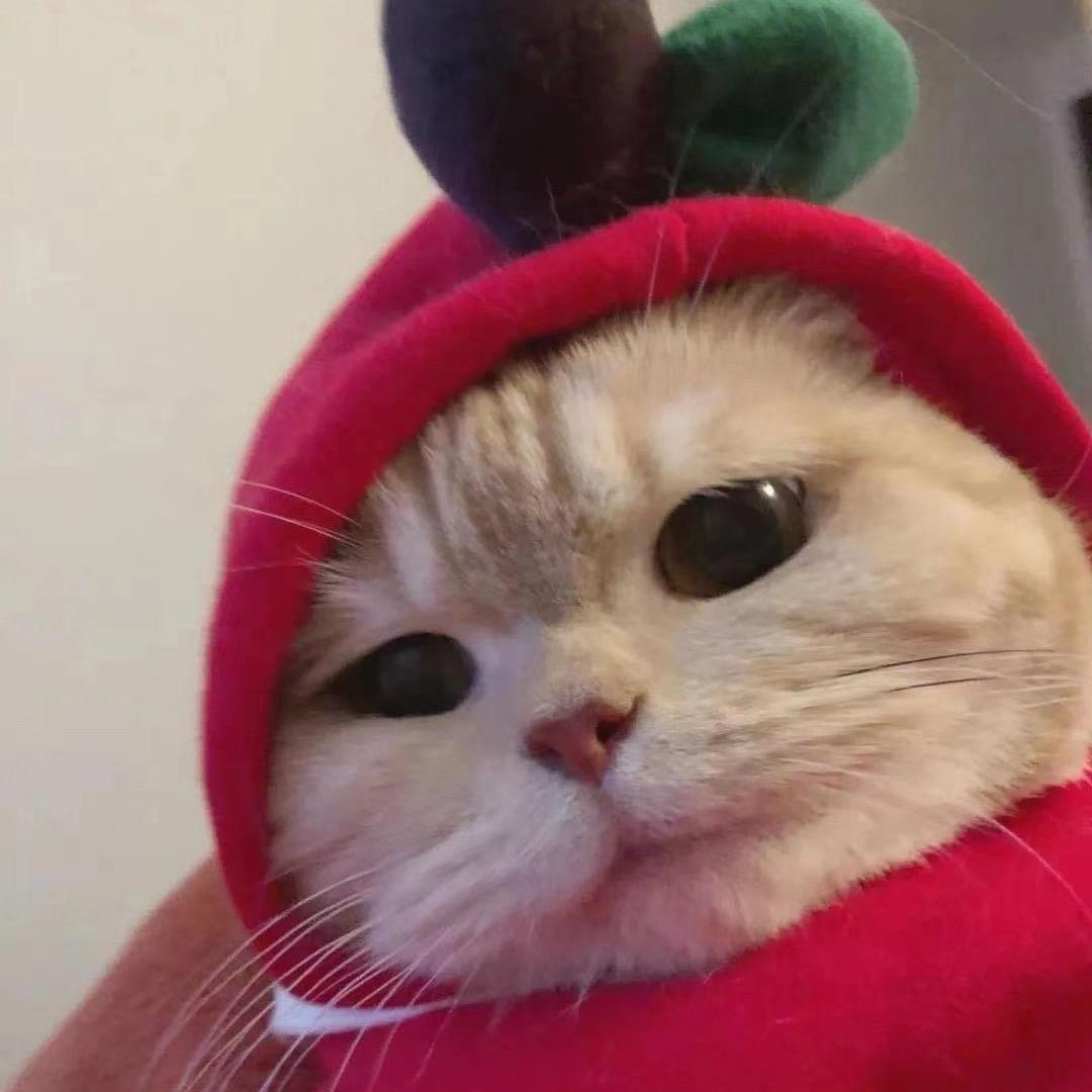 不吃海蛎子的猫🐱