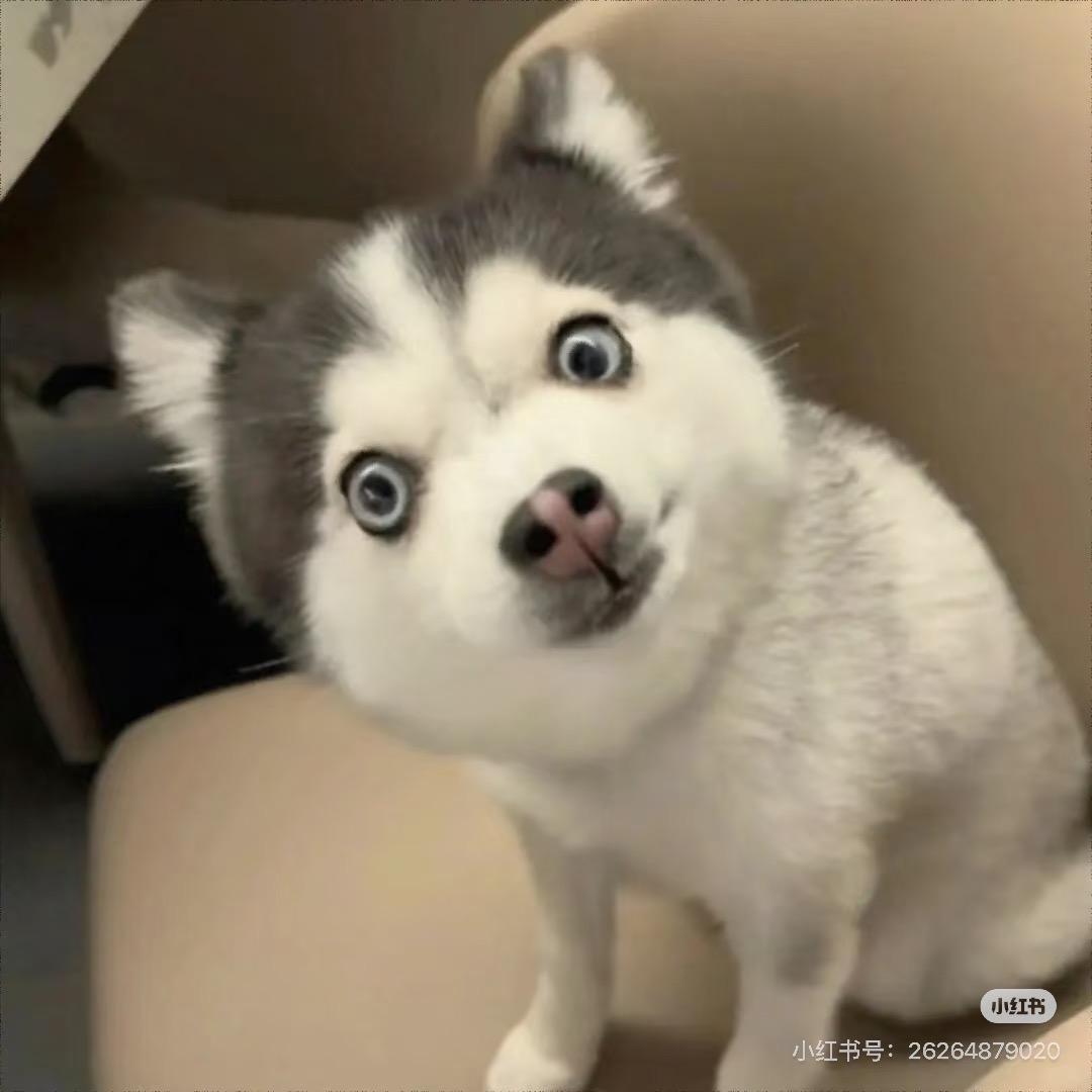 等雪·开封旅游小能手