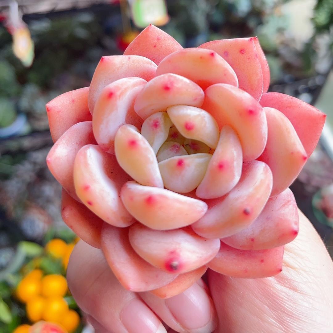 紫因有你，一切越来越好❤️