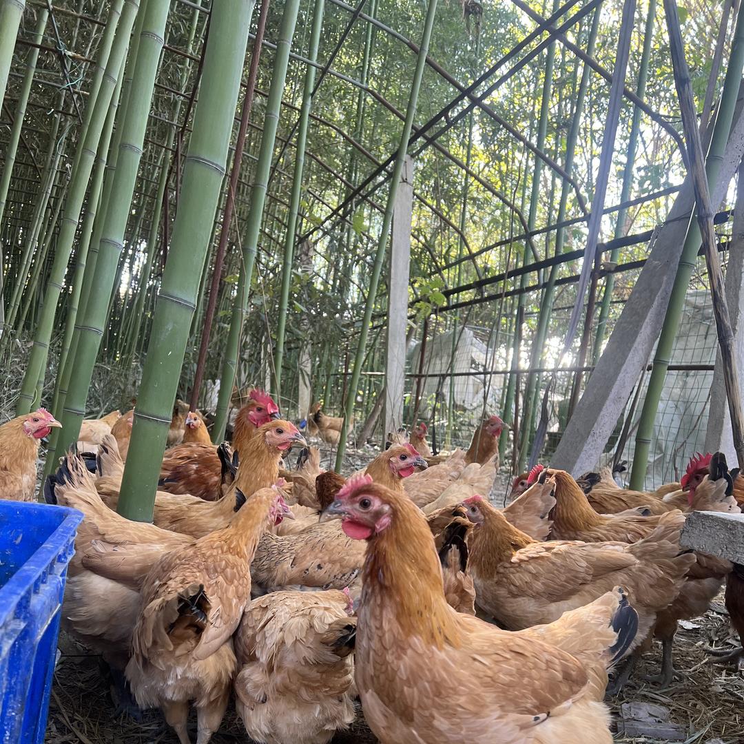 耕禾食品散养土鸡