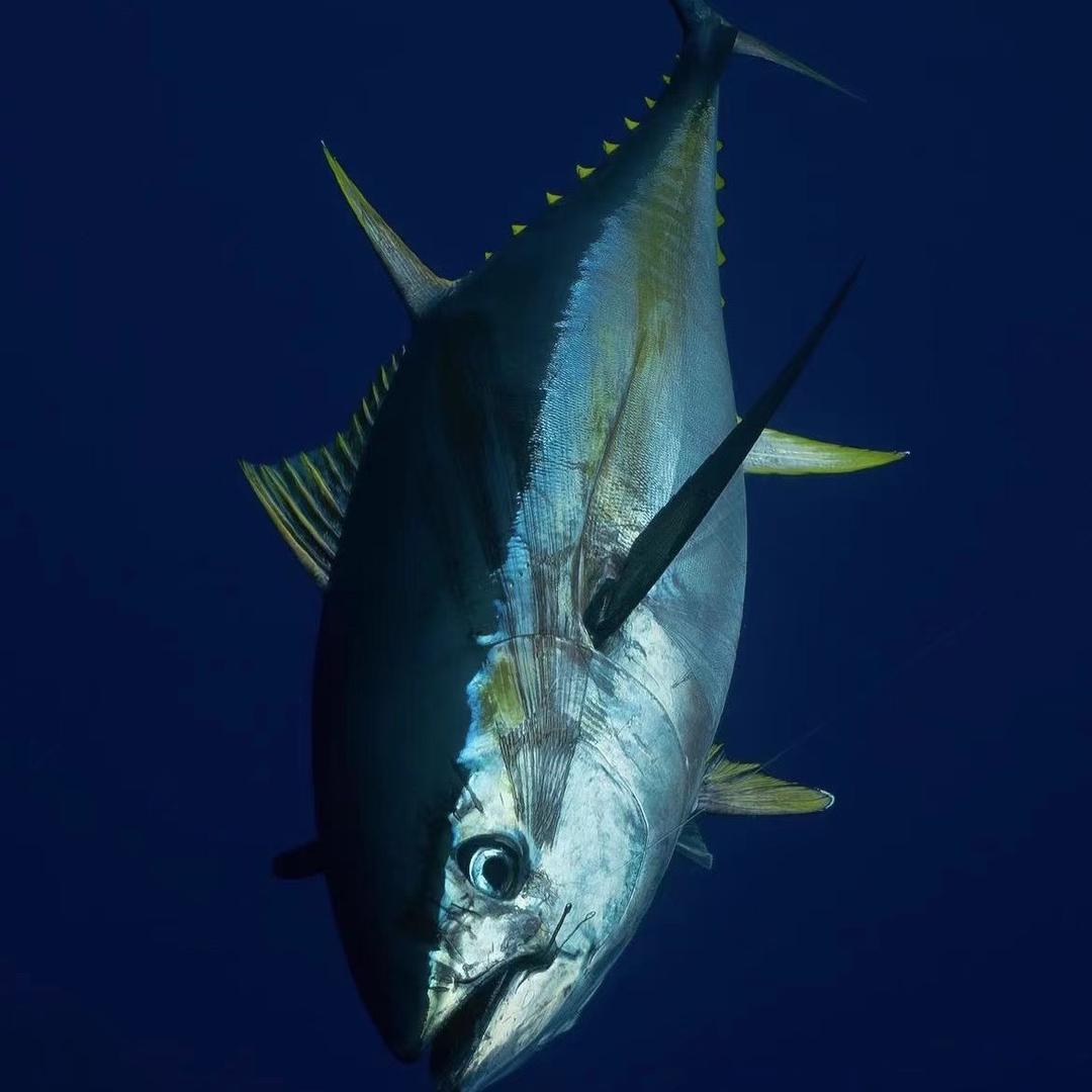 蓝鳍金枪鱼的家