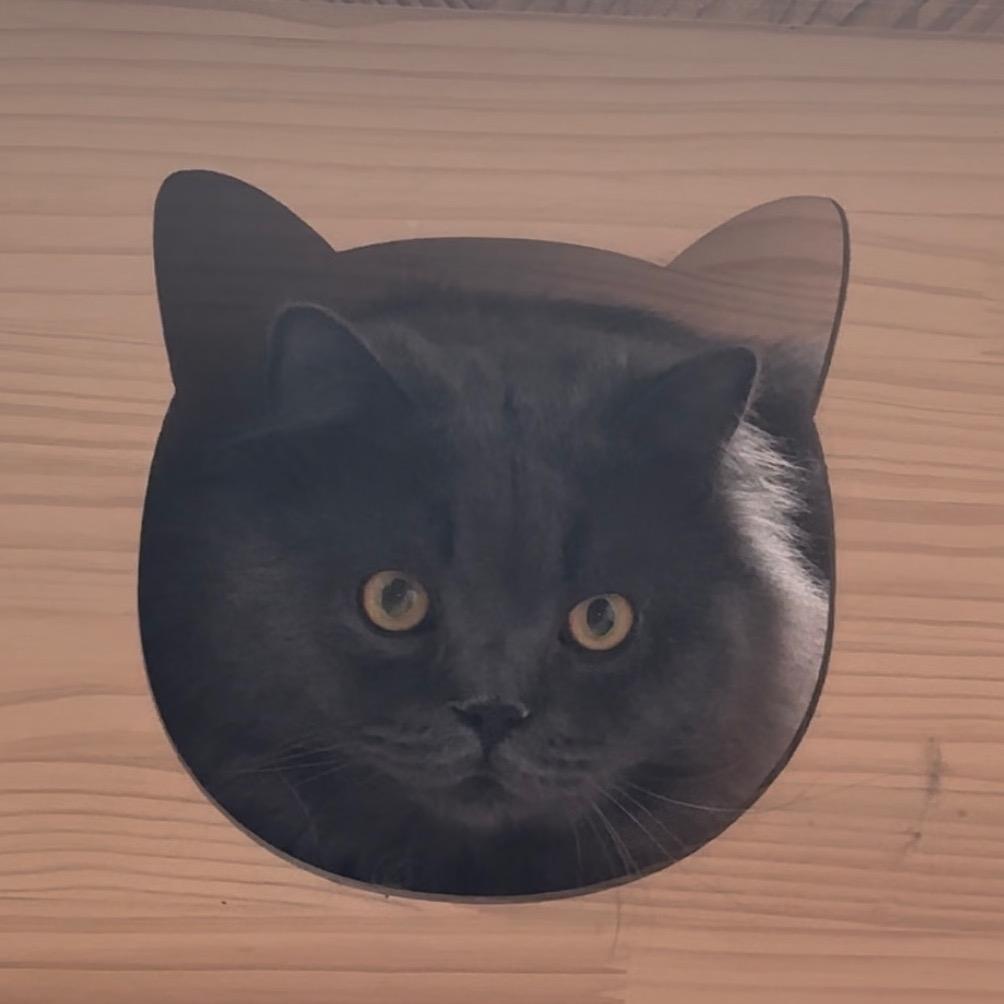 喵喵鲸🐱
