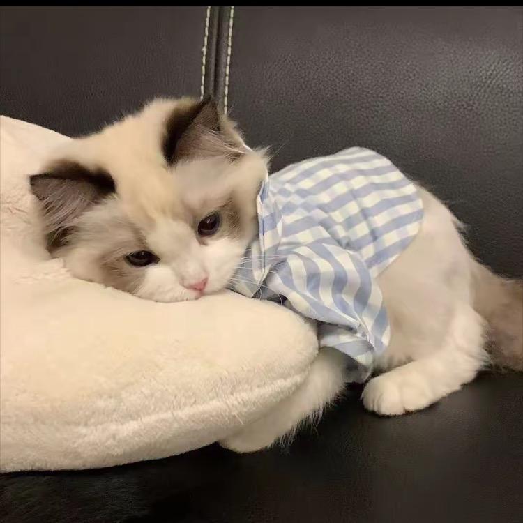 ￴￴诗慕•爱洛琳