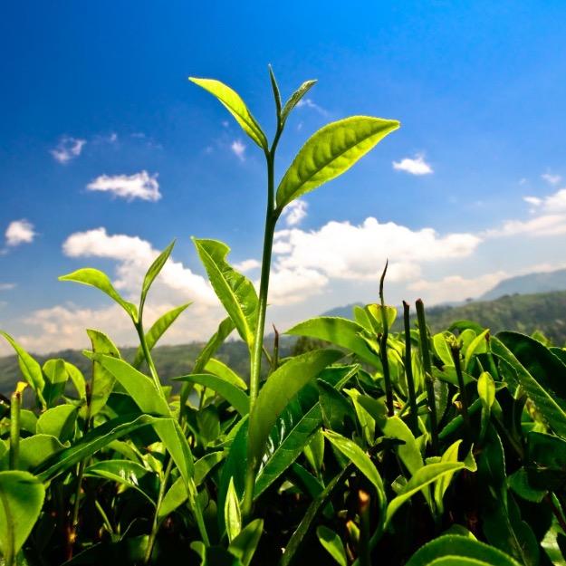 龙八戒茶业