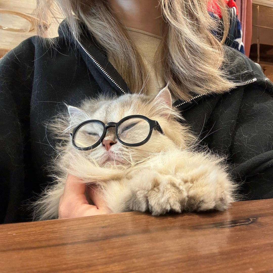 miaomo-