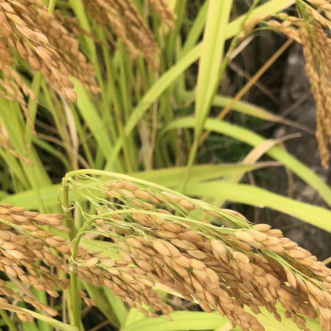 云飞飞