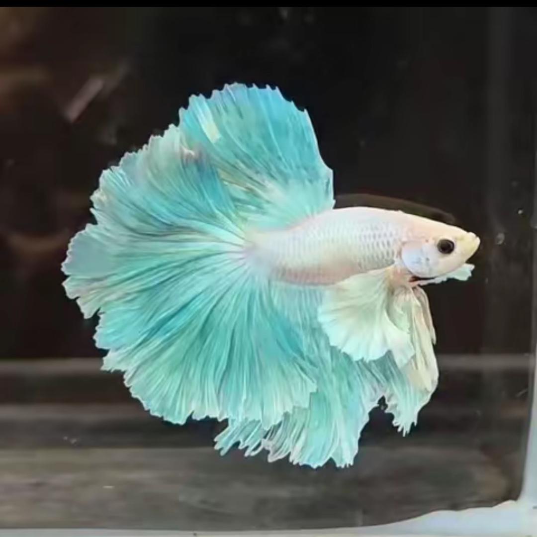 小师妹水族优选