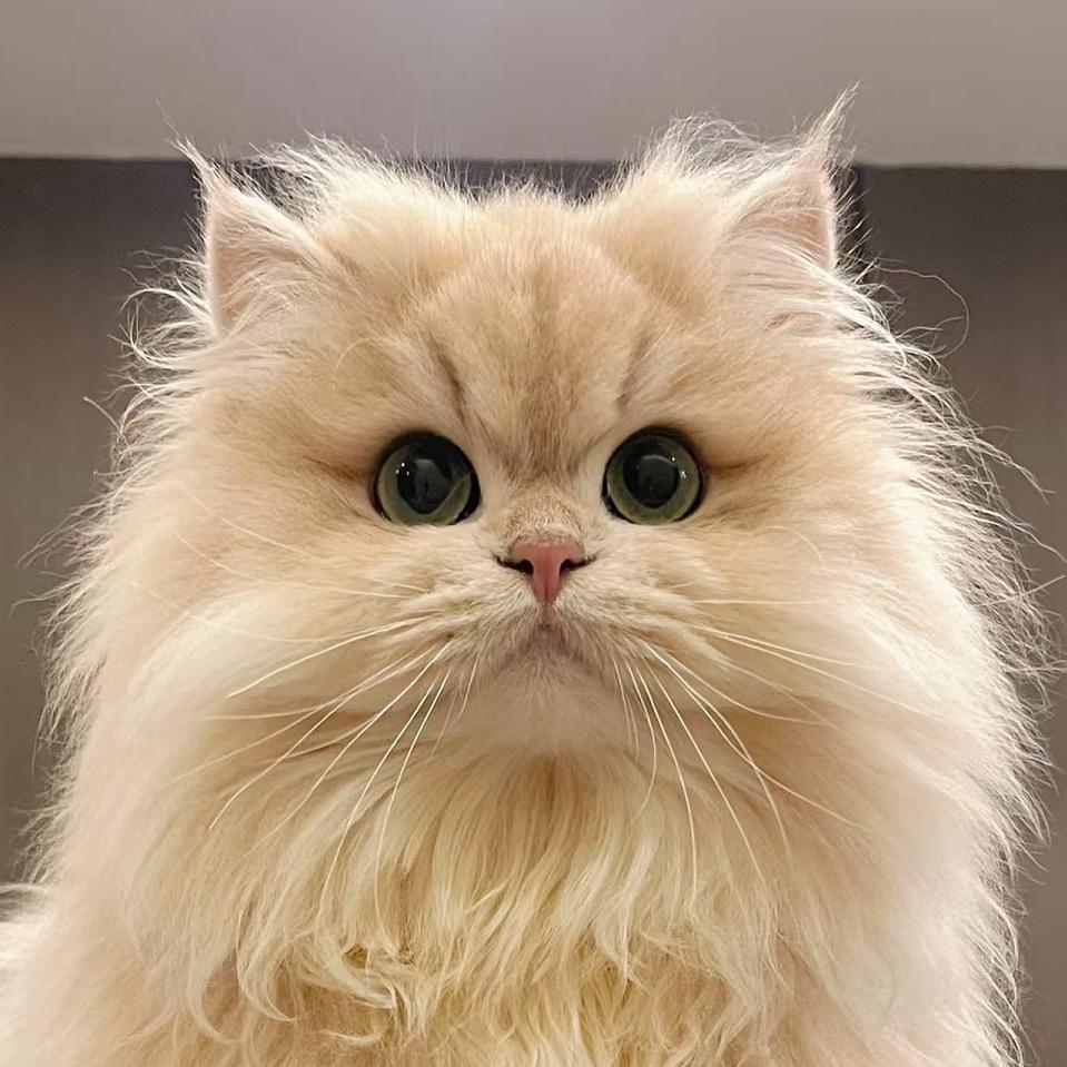 寸头的猫-全品类