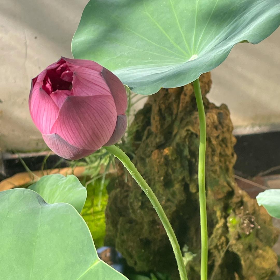 种草计划