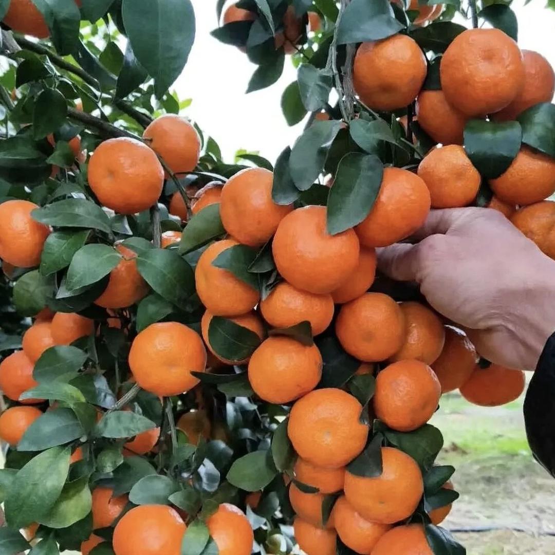 利聚果树苗木专营店