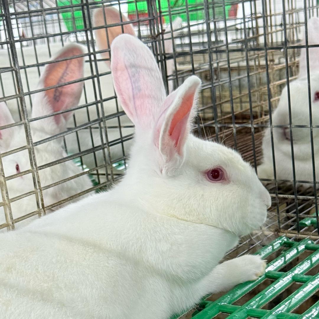 川渝养兔之家