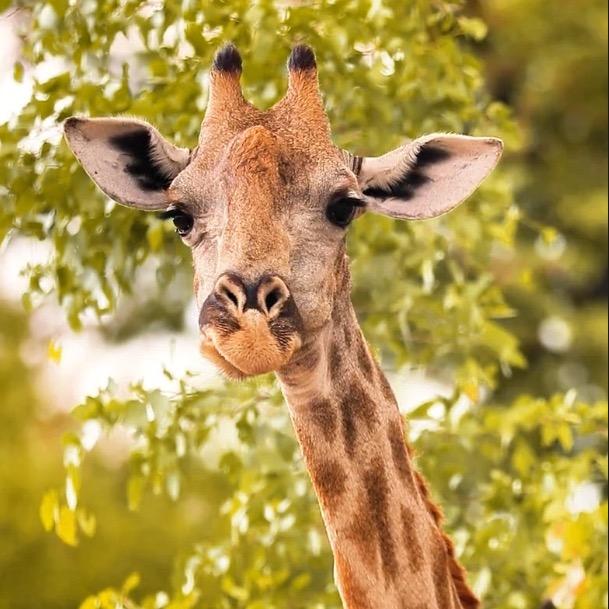 九江野生动物世界直播福利号