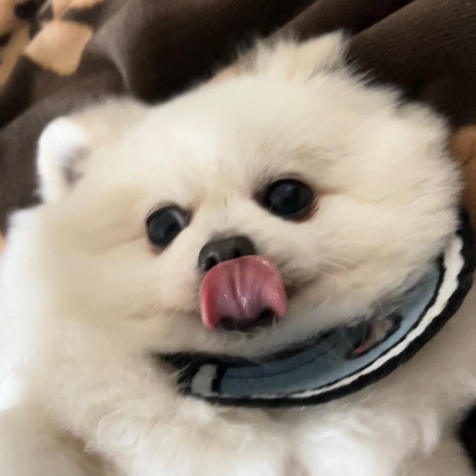 是颗柚子哇