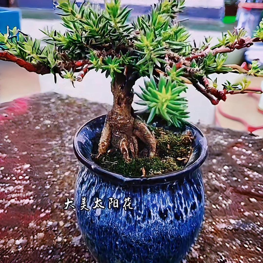 大美太阳花