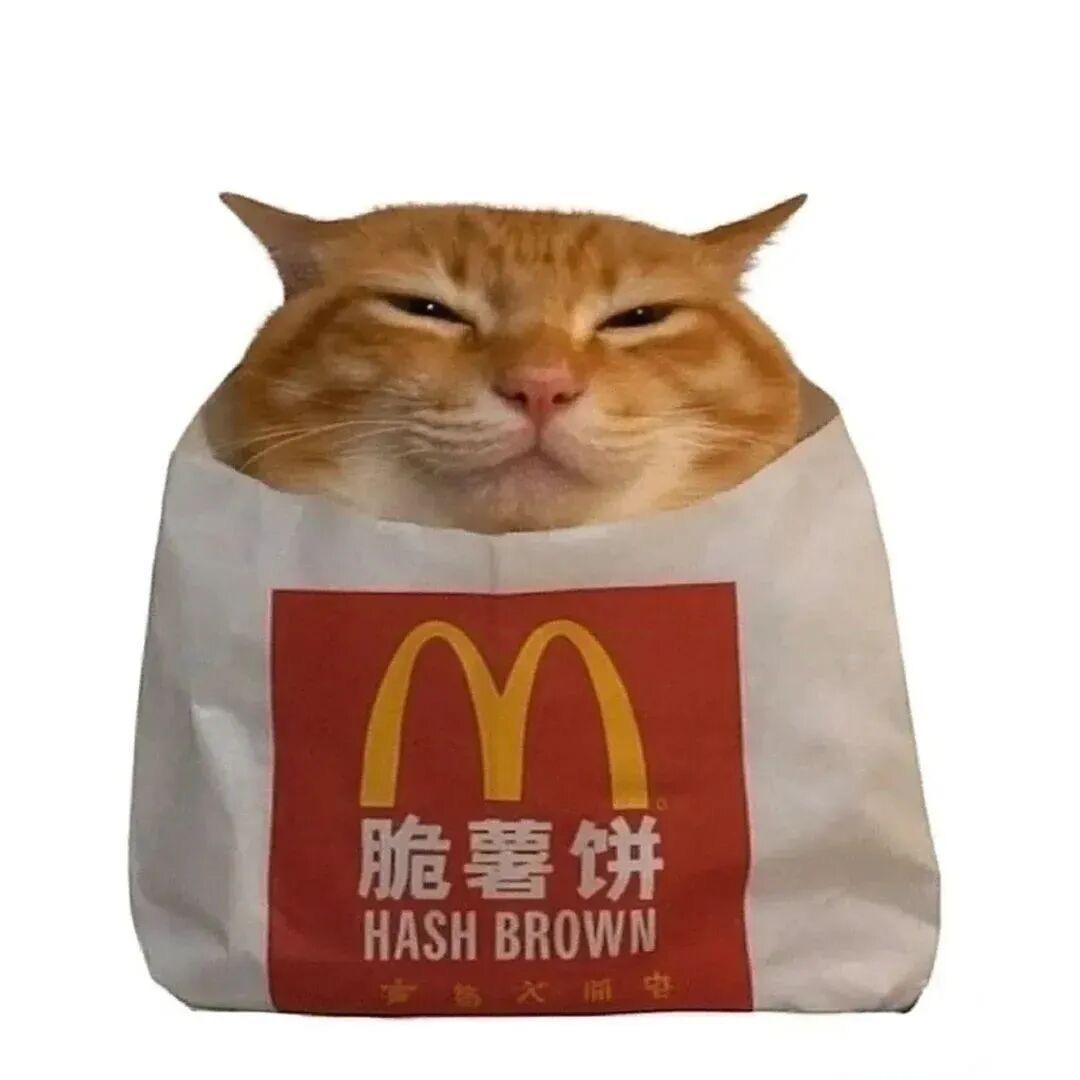 蛙蛙猪